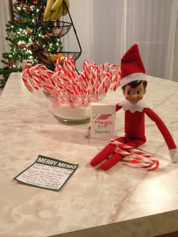 Candy Canes that grew after kids planted Magic Elf Seeds