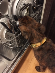 Marley helping with the dishes.