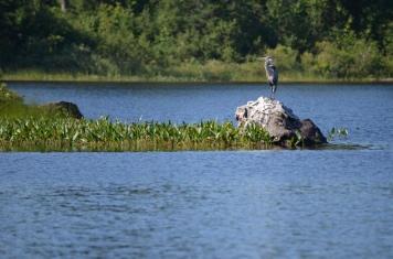 Heron perched in Marten River
