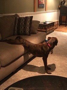 Marley stretching out on the couch
